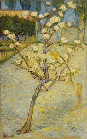 Small Pear Tree in blossom - Life Size Posters by Vincent Van Gogh