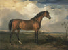 Stallion - James Ward - Framed Prints