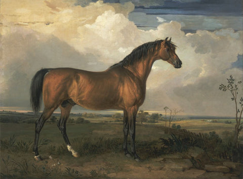 Stallion - James Ward - Canvas Prints by James Ward