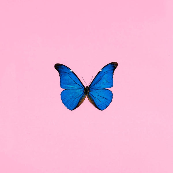 Modern Art - Blue Butterfly Against Pink Background - Art Prints