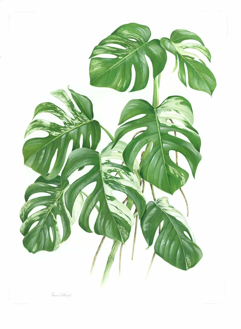 swiss cheese plant painting Oil Painting of Variegated Cheese Plant