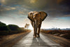 One Way Road, Print Of An African Bull Elephant - Posters