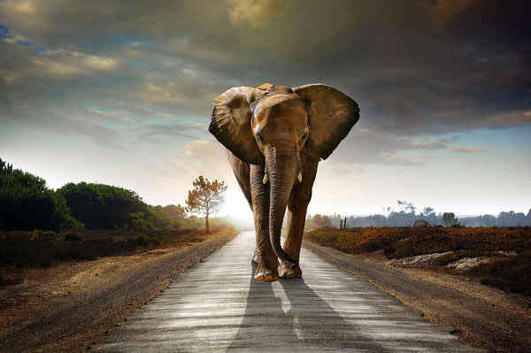 One Way Road, Print Of An African Bull Elephant - Canvas Prints