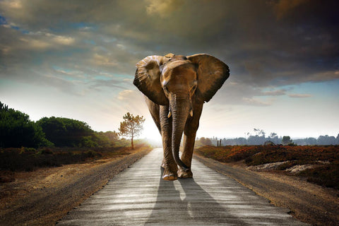 One Way Road, Print Of An African Bull Elephant by Jeffry Juel