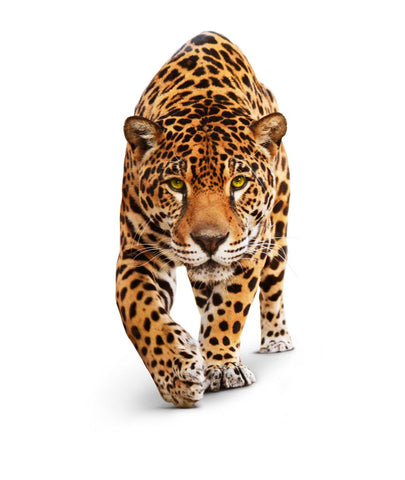 Stalking Leopard - Posters by Jeffry Juel