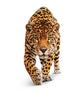 Stalking Leopard - Framed Prints