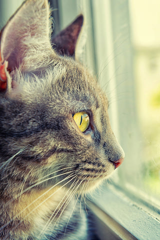 Tabby Cat Looking To The Window - Large Art Prints by Giordano Aita