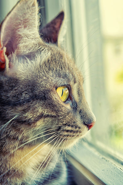 Tabby Cat Looking To The Window - Canvas Prints