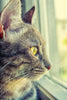 Tabby Cat Looking To The Window - Large Art Prints