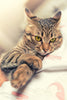 Tabby Cat Relaxing - Posters