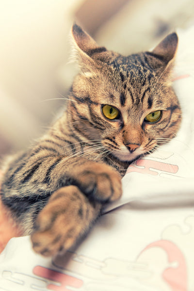 Tabby Cat Relaxing - Large Art Prints