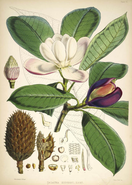 Talauma Hodgsoni - Vintage Himalayan Botanical Illustration Art Print - 1855 - Framed Prints