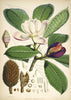 Talauma Hodgsoni - Vintage Himalayan Botanical Illustration Art Print - 1855 - Canvas Prints