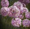 Tallenge Floral Art Collection - Contemporary Painting - Aliums - Canvas Prints