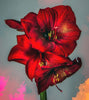 Tallenge Floral Art Collection - Contemporary Painting - Blood Red - Life Size Posters