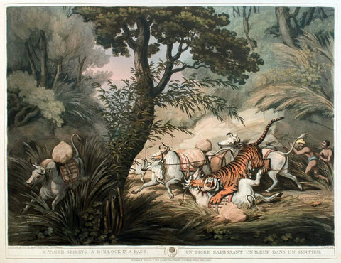 Tiger Seizing A Bullock - Thomas Williamson - Vintage Orientalist Paintings of India - Large Art Prints by Thomas Williamson And Samuel Howitt