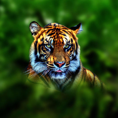 Tiger Tiger Burning Bright - Art Prints
