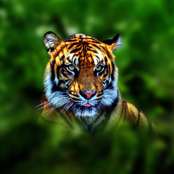 Tiger Tiger Burning Bright - Canvas Prints