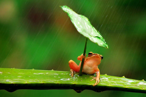 Tree Frog Leaf Umbrella in Rain - Framed Prints by Animal Artworks
