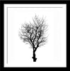 Trees In Silhouette - Silhouettes - Set Of 4 Framed Digital Print With Matte And Glass (24 x 24 inches) each