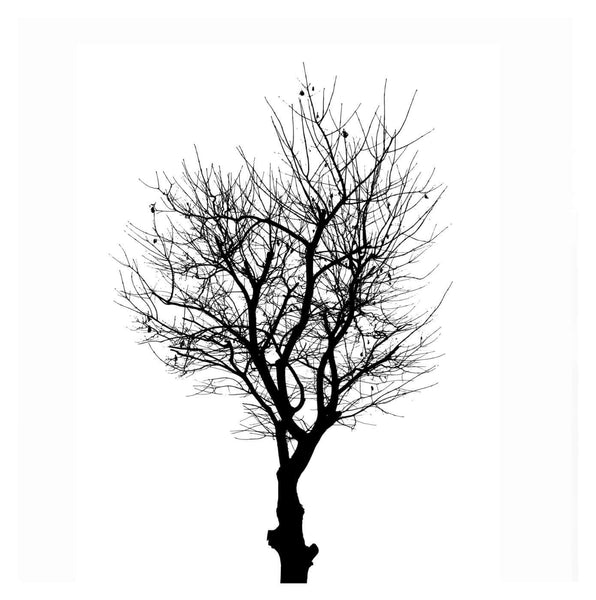Tree In Silhouette II - Framed Prints
