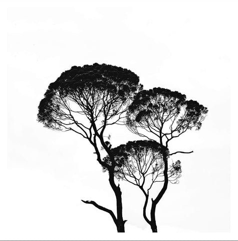 Trees In Silhouette I - Large Art Prints