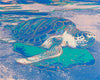 Turtle - Andy Warhol - Pop Art Painting - Canvas Prints