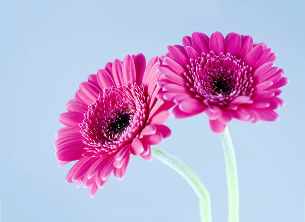 Twin Pink Flowers - Art Prints