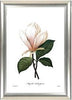 Set Of 4 Botanical Illustration Paintings - Premium Quality Framed Print (15 x 20 inches)