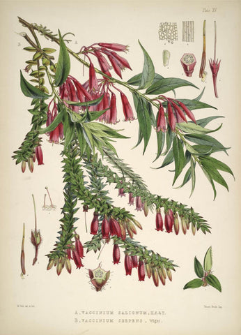 Vaccinium Salingum - Vintage Himalayan Botanical Illustration Art Print - Life Size Posters by Stella