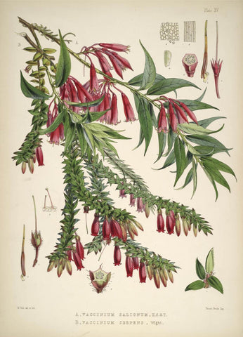 Vaccinium Salingum - Vintage Himalayan Botanical Illustration Art Print by Stella