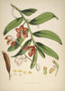 Vanda Cathcarti - Vintage Himalayan Botanical Illustration Art Print - 1855 - Canvas Prints