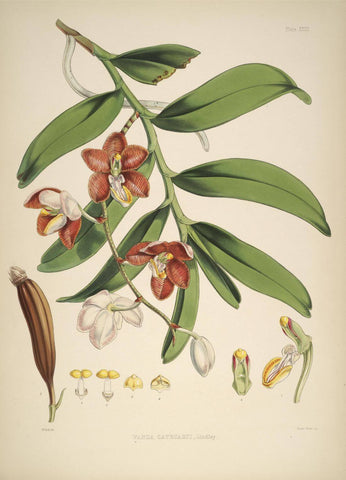 Vanda Cathcarti - Vintage Himalayan Botanical Illustration Art Print - 1855 by Stella