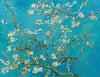 Almond Blossoms - Canvas Prints