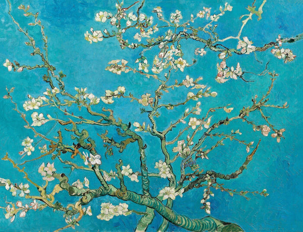 Almond Blossoms - Art Prints