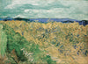 Vincent Van Gogh - Wheatfield With Cornflowers - Framed Prints
