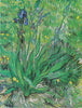 Vincent van Gogh - Irises - Life Size Posters