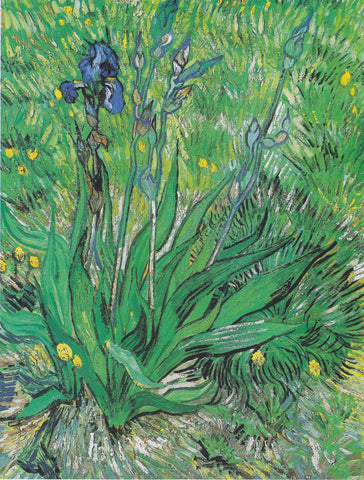 Vincent van Gogh - Irises by Vincent Van Gogh