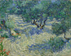 Vincent van Gogh - Olive Orchard - Life Size Posters