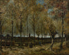 Vincent van Gogh - Poplars near Nuenen - Life Size Posters