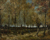Vincent van Gogh - Poplars near Nuenen - Canvas Prints