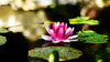 Water Lily - Canvas Prints