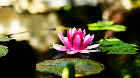 Water Lily - Framed Prints by Christopher Noel