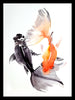 Set Of 2 Koi Fish And Betta Fish - Premium Quality Framed Digital Print (12 x 18 inches)