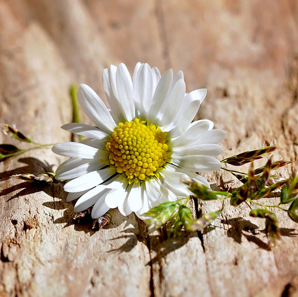 White Flower On Wooden Table - Framed Prints