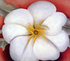 White Flower On Red Earth - Georgia O'Keeffe - Posters