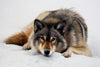 Wolf In Snow - Realistic Animal Painting - Canvas Prints