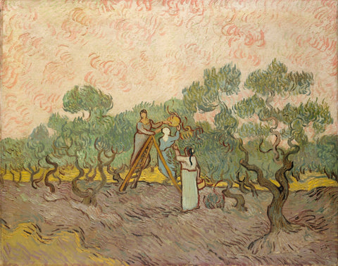 Women Picking Olives - Canvas Prints by Vincent van Gogh