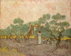 Women Picking Olives - Canvas Prints