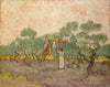 Women Picking Olives - Canvas Prints